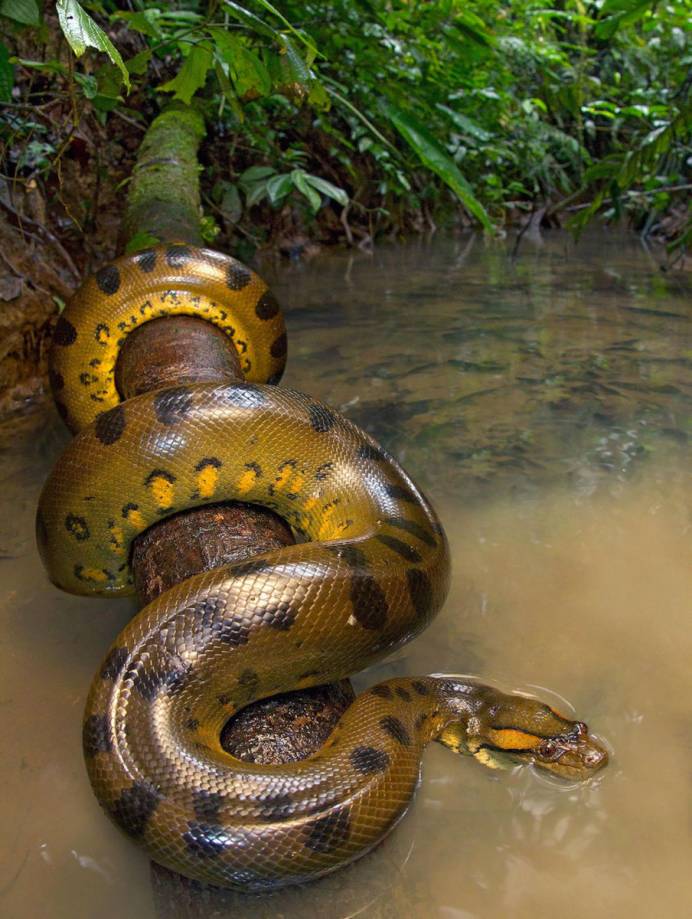Анаконда eunectes murinus