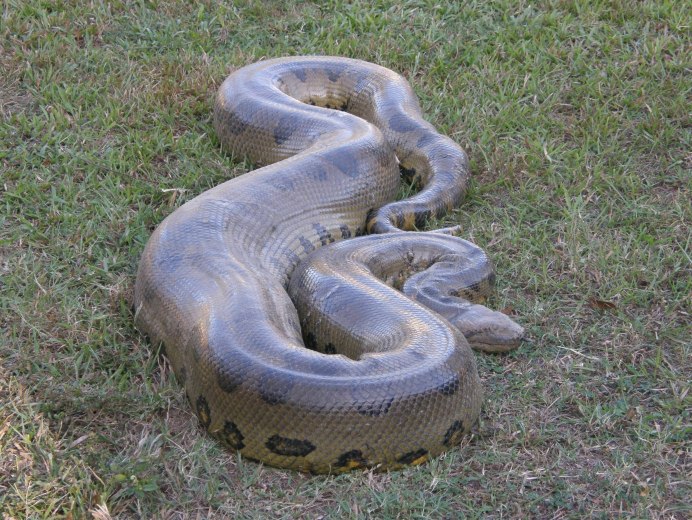 Анаконда eunectes murinus