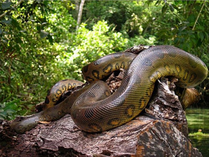 Зеленая Анаконда (eunectes murinus)