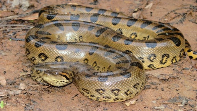 Анаконда eunectes murinus