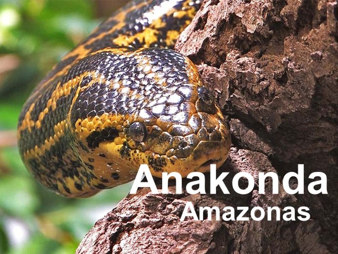 Змея Анаконда самая большая змея в мире