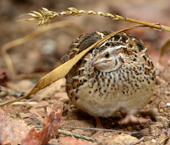 Перепел обыкновенный Coturnix Coturnix