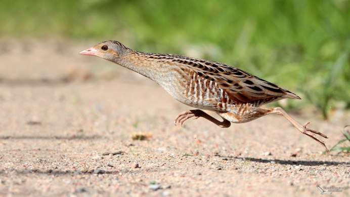 California Quail