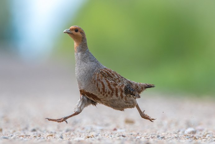 Перепел обыкновенный Coturnix Coturnix