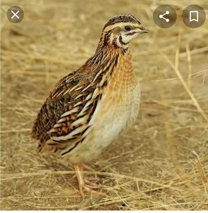 Перепел обыкновенный Coturnix Coturnix