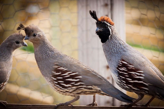 California Quail птица