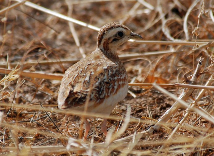 Перепел Coturnix Coturnix