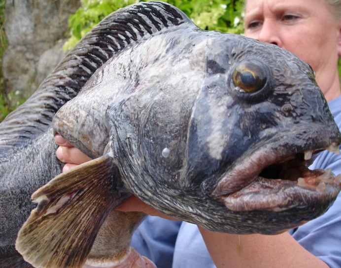 Patagonian Toothfish