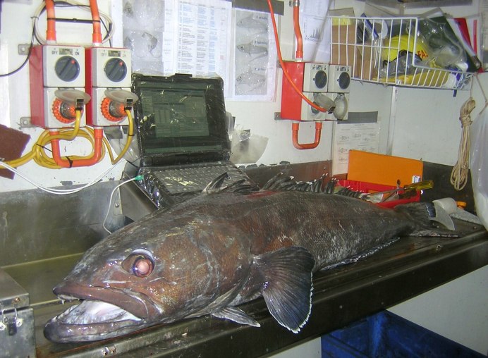 Patagonian Toothfish Sea фото