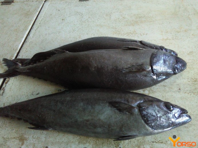 Manatees рыба