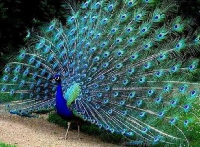 Императорский Павлин