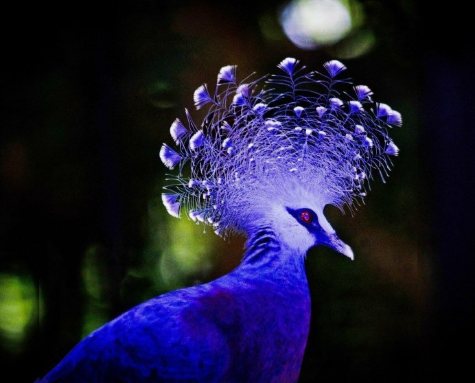 Обыкновенный Павлин Черноплечий