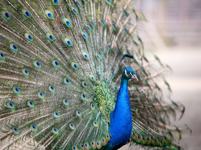 Голубые куры