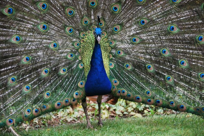 Длианский Павлин