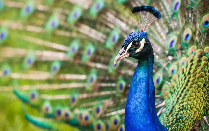 Король Павлин