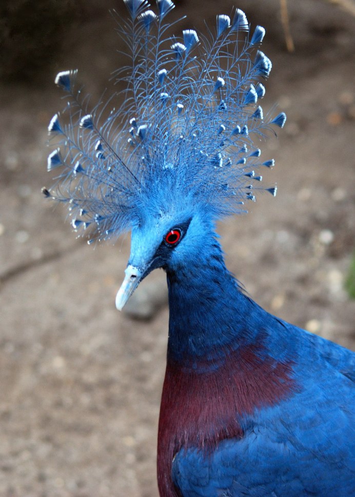 Павлин Мавлин птица