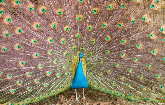 Индокитайский Павлин