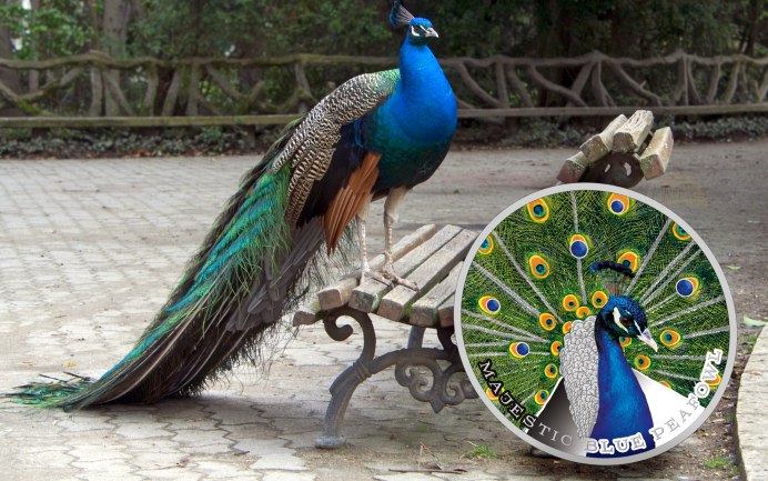 Синий Павлин