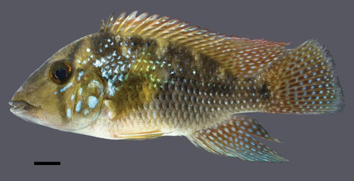 Anisotremus surinamensis