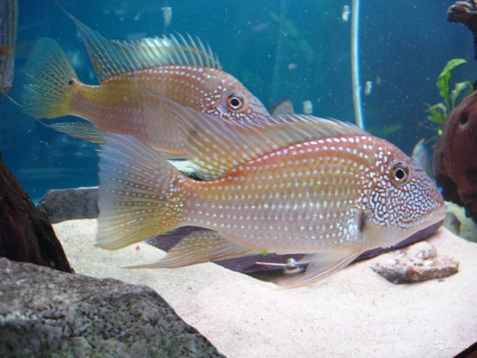 Цихлида Geophagus Brasiliensis