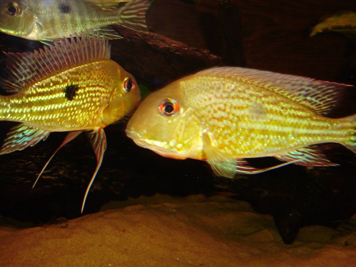 Geophagus Brasiliensis