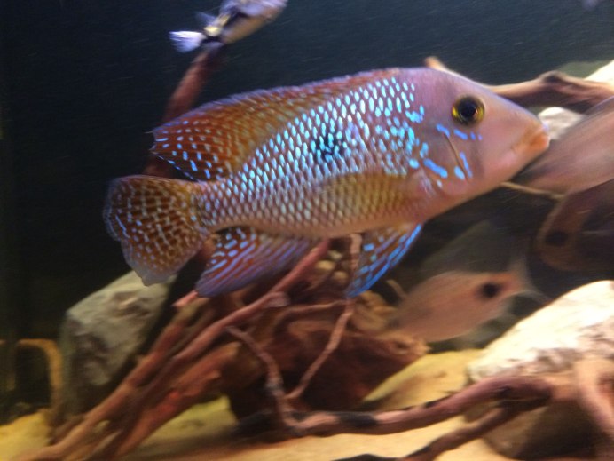 Цихлида Geophagus Brasiliensis