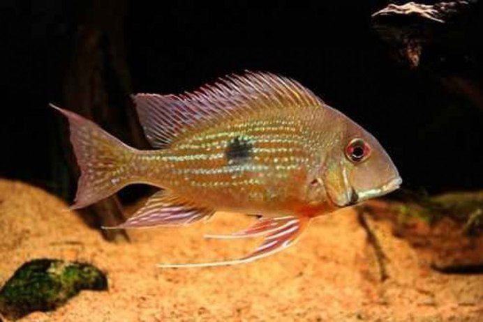 Pearl Cichlid