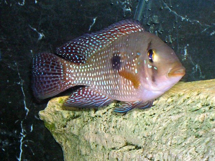 Цихлида Geophagus Brasiliensis