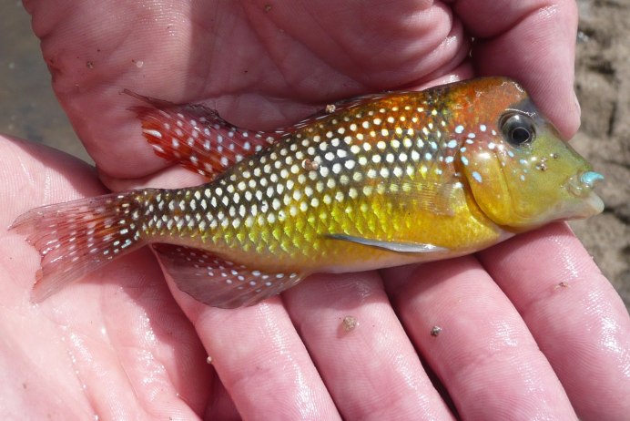 Цихлида Geophagus Brasiliensis