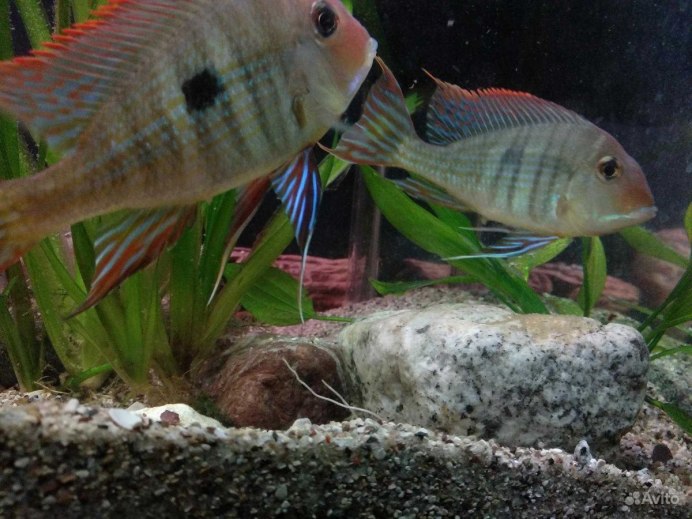 Geophagus Proximus