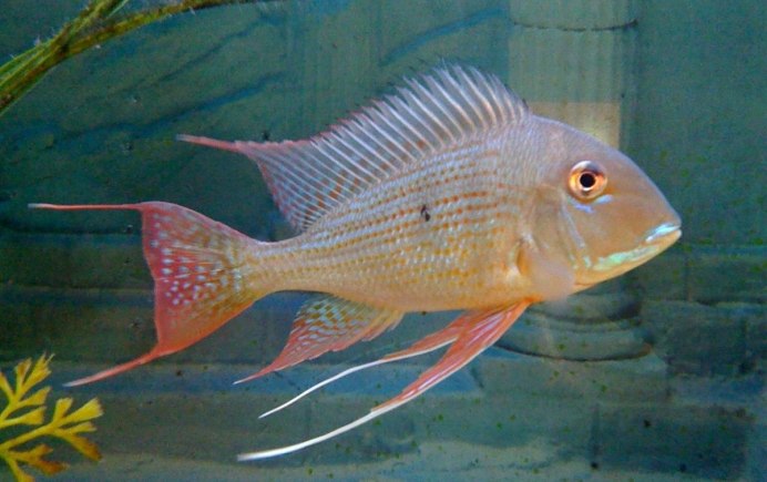 Geophagus altifrons