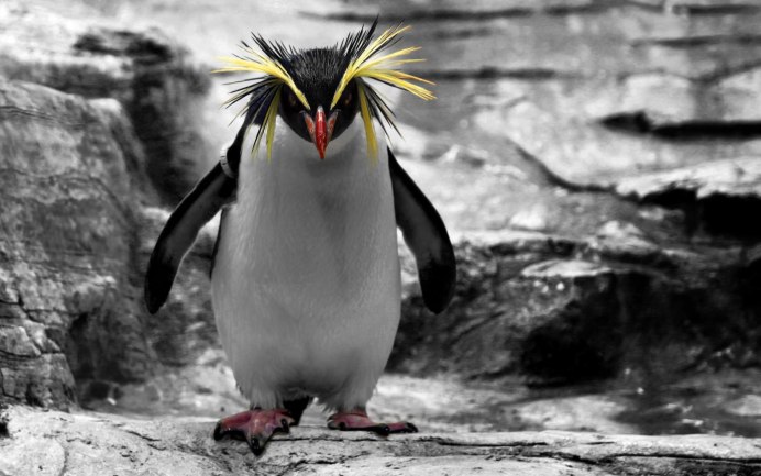 Пингвины с хохолком