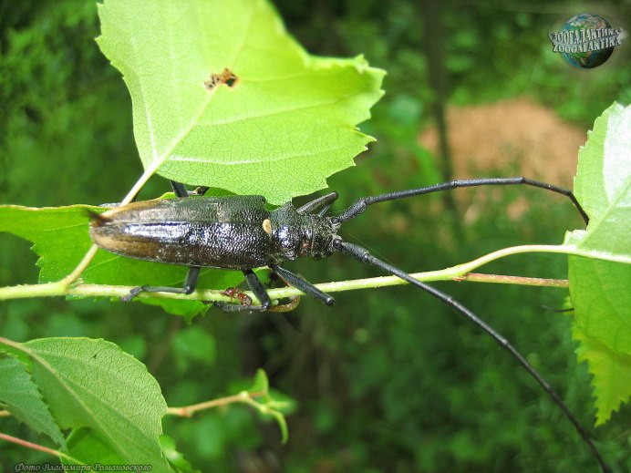 Жук Saperda scalaris