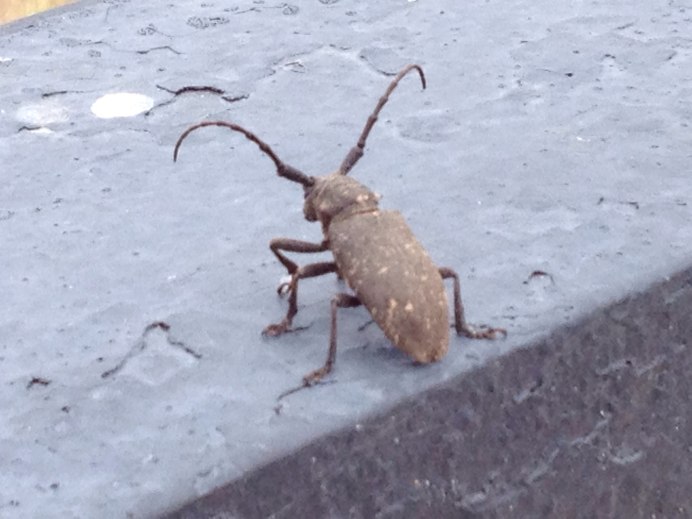 Скрипун СССР рисунок