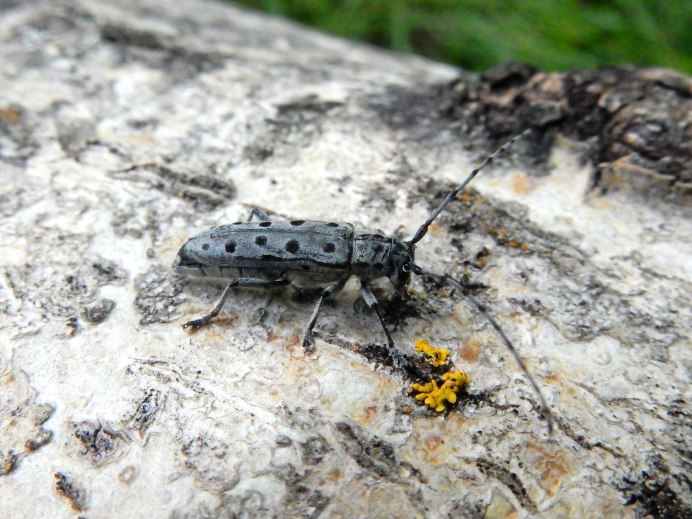 Prionus coriarius Жук