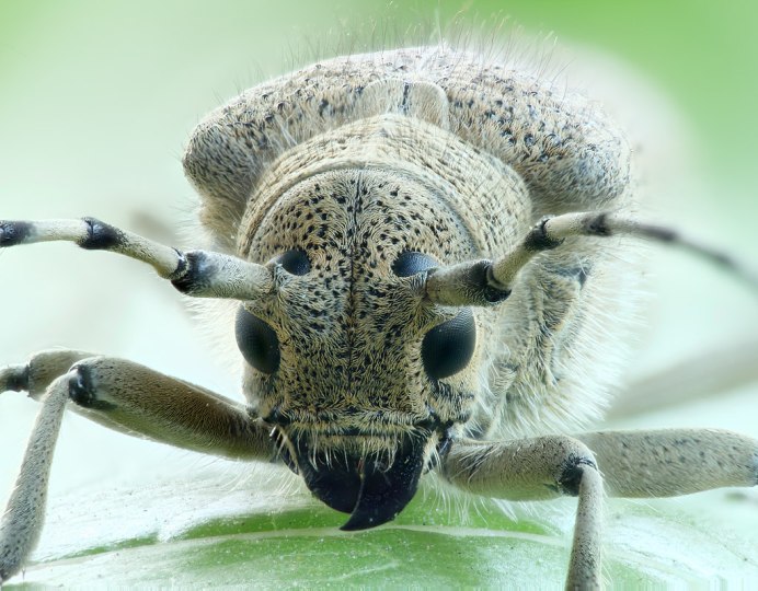 Жук скрипун продырявленный