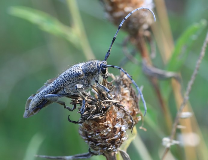 Жук Saperda scalaris