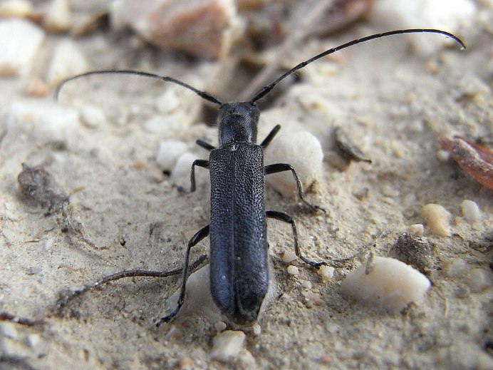 Как Жук писос выглядит