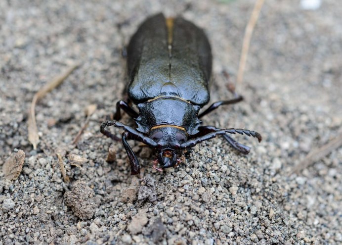 Жук Mecynorrhina torquata