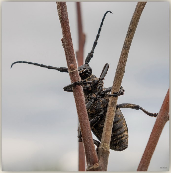 Жук-усач в грунте для орхидей могут жить
