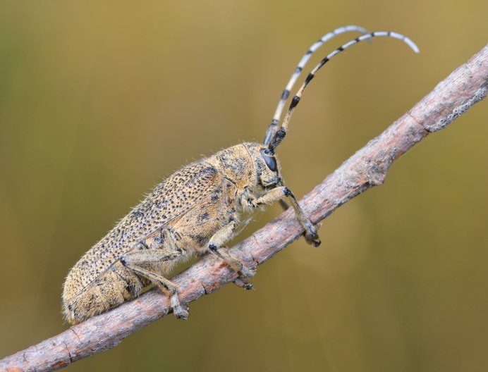 Phytoecia nigricornis