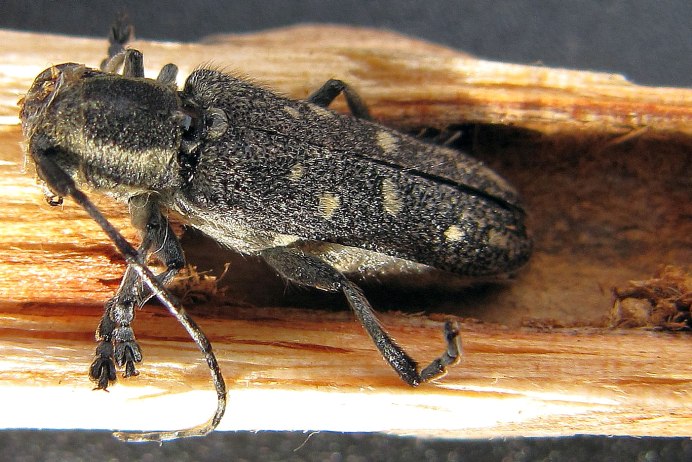 Saperda carcharias