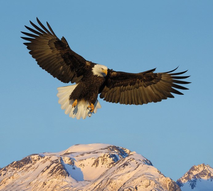 Беркут в Дагестане