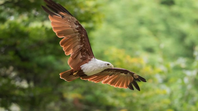 Птица парит в небе