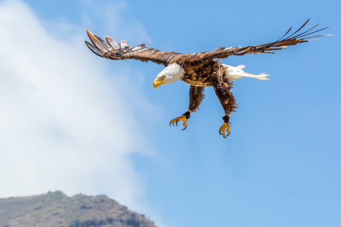 Орел в небе