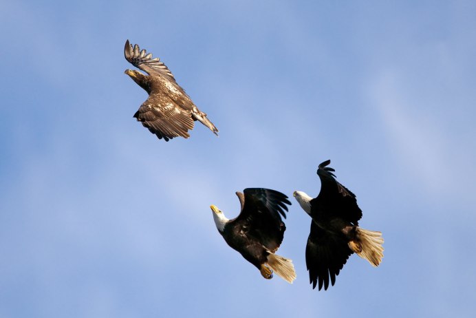 Птица взлетает