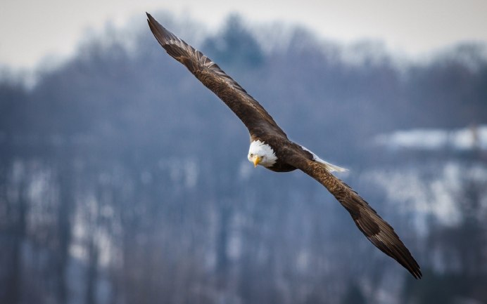 Беркут горный Алтай
