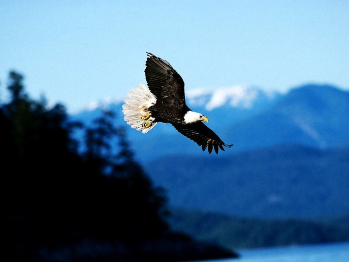 Парящий Орел