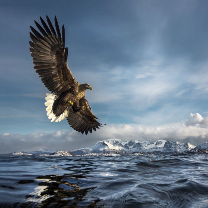 Ястреб в небе