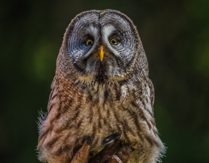 Bubo Bubo Eagle Owl